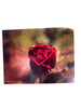 First Prize Rose 2029.202