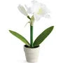 White 9
